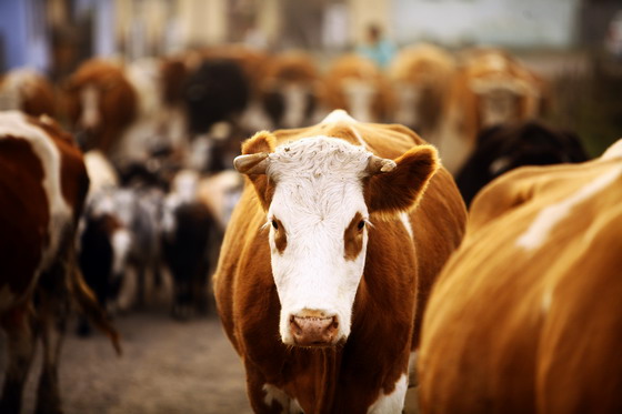 ţȺ�е�һͷ��ţ��д��Ӱ����ͼƬ�ز�