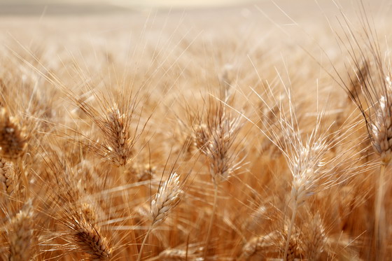 ��������������ũ������Ӱ����ͼƬ�ز�