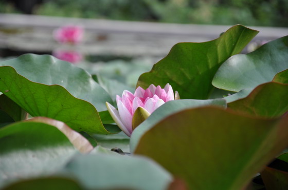 �������ŵĺɻ�������ӰͼƬ�ز�