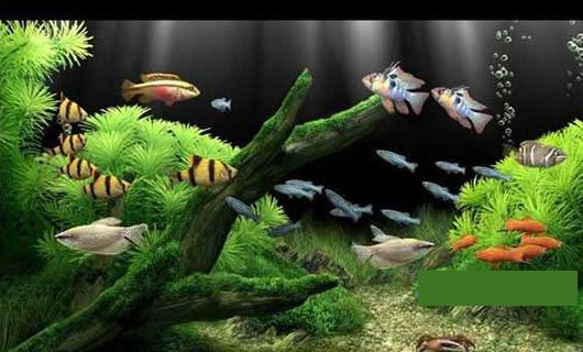 3D��̬ˮ�������