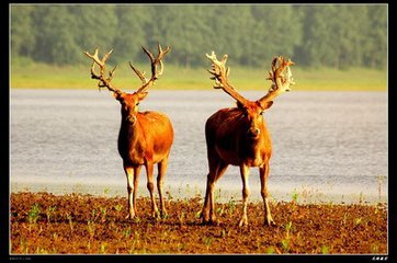 中国珍稀动物学习手册
